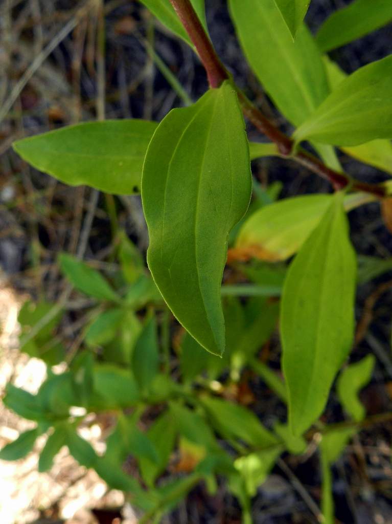 Saponaria officinalis